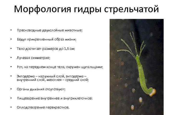Как положить деньги на кракен